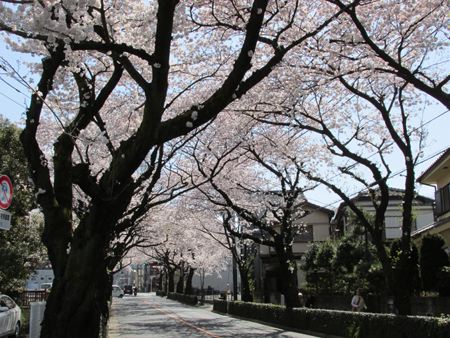 道路の桜