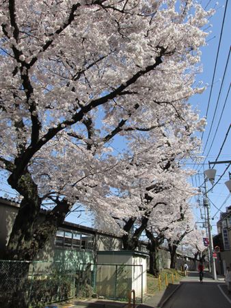 井の頭公園駅の桜