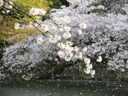 桜2016
